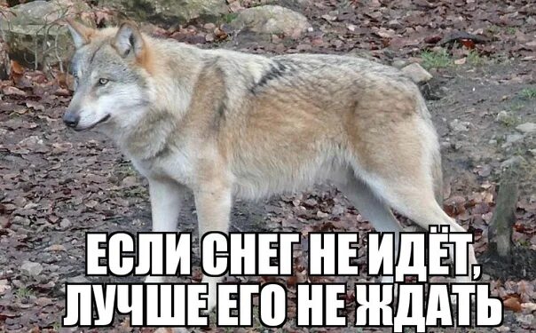 Не едет нихуя