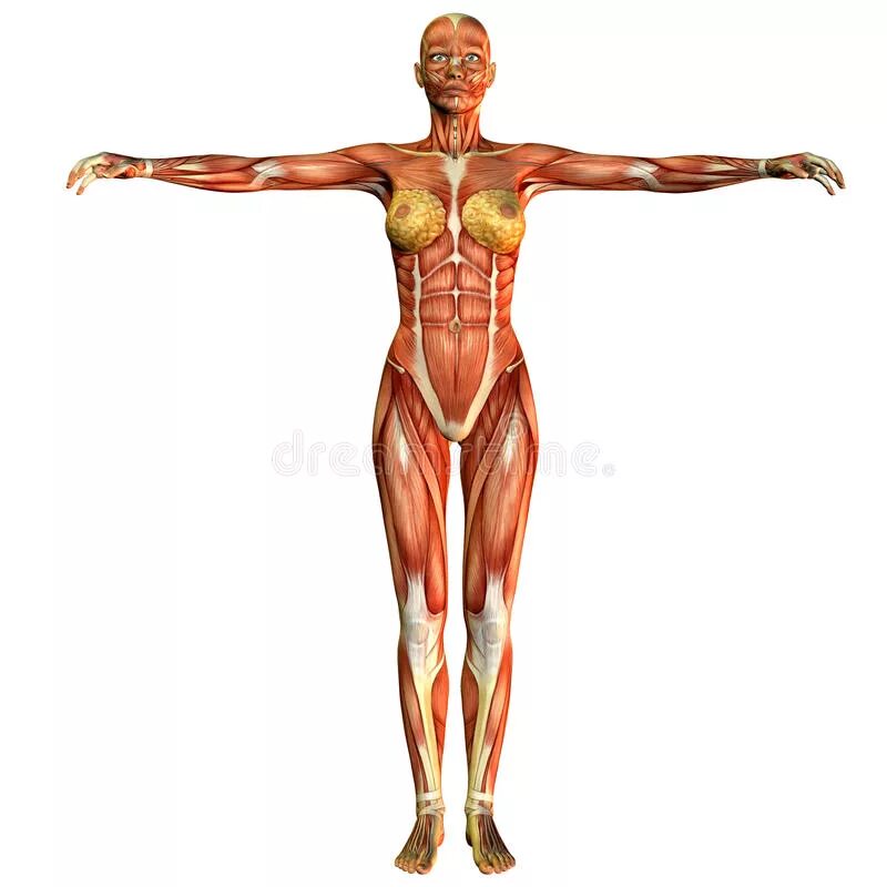 Внутренние органы женщины. Мышцы тела женщины. Строение девушки. Строение девушки. Женщина вид спереди анатомия.