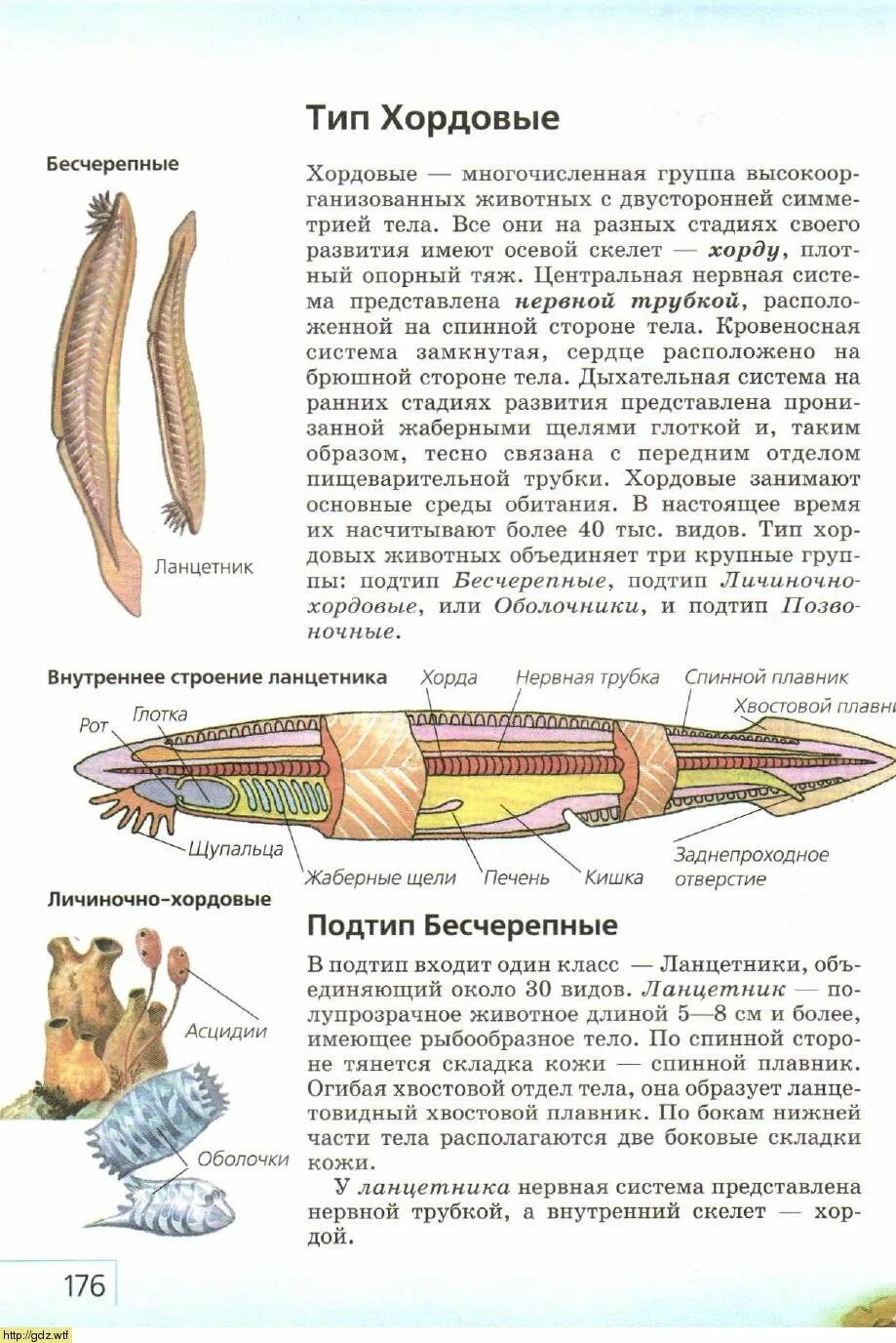 Хордовые на спинной стороне тела. Строение ланцетника. Внутреннее строение ланцетника. Общая характеристика ланцетника. Бесчерепные строение.