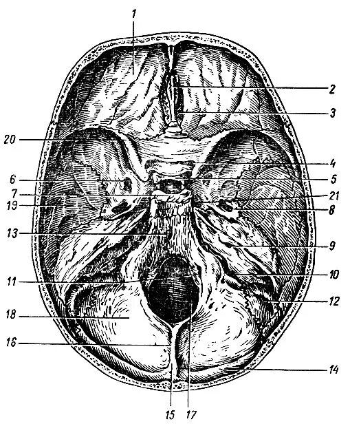 Внутренняя поверхность основания черепа анатомия. Внутреннее основание черепа Синельников. Внутреннее основание черепа анатомия. Кости основания черепа анатомия. Мозговое основание черепа