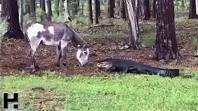 Крокодил волки
