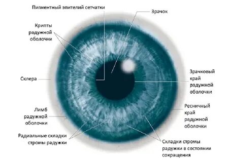 Радужная оболочка глаза выполняет функции