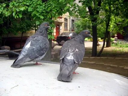 Голубь с большим зобом сканворд 5 букв
