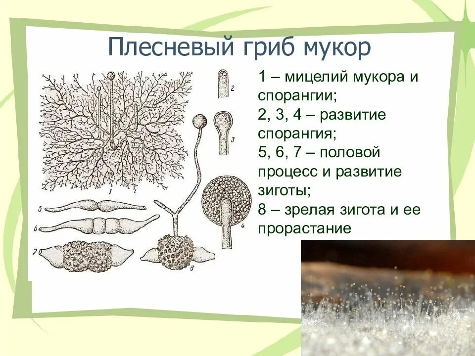 Мукор грибы представители. Строение гриба рода Mucor. Строение мицелия мукора. Грибы рода мукор. Плесневелый гриб мукор.