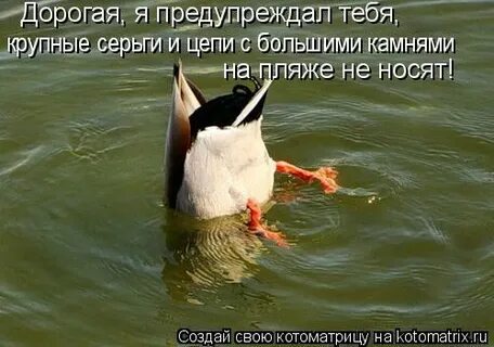 Тут наливают