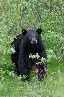 Bear bush