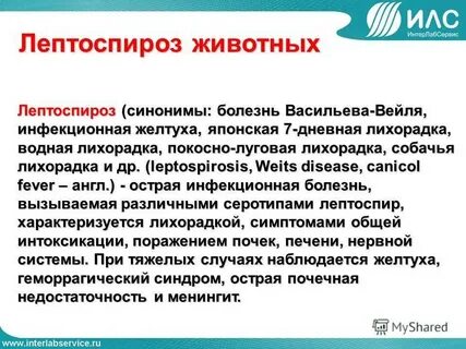Лептоспироз у человека симптомы
