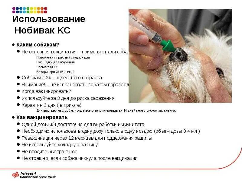 Какие прививки нужно делать собаке