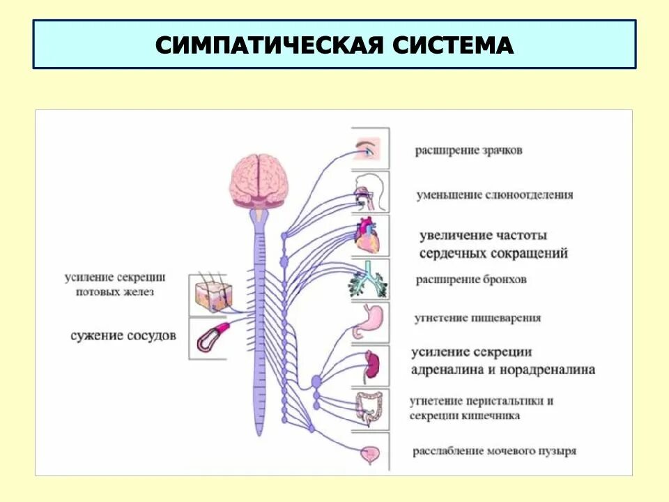 1 функции вегетативной нервной системы. Симпатический отдел анс физиология. симпатический отдел вегетативной нервной системы схема. функции симпатической вегетативной системы. симпатический отдел внс физиология.