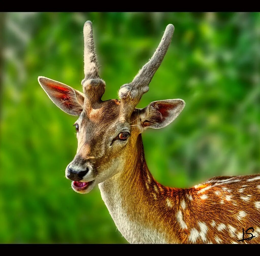Da r. Чернохвостый олень. Da r. Морда оленя. Красивый олень.