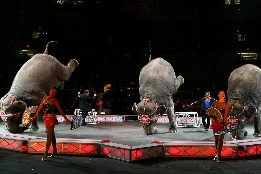 Цирк Barnum Bailey. Ringling brothers and Barnum Bailey цирк. Животные выступающие в цирке. Слон в цирке.