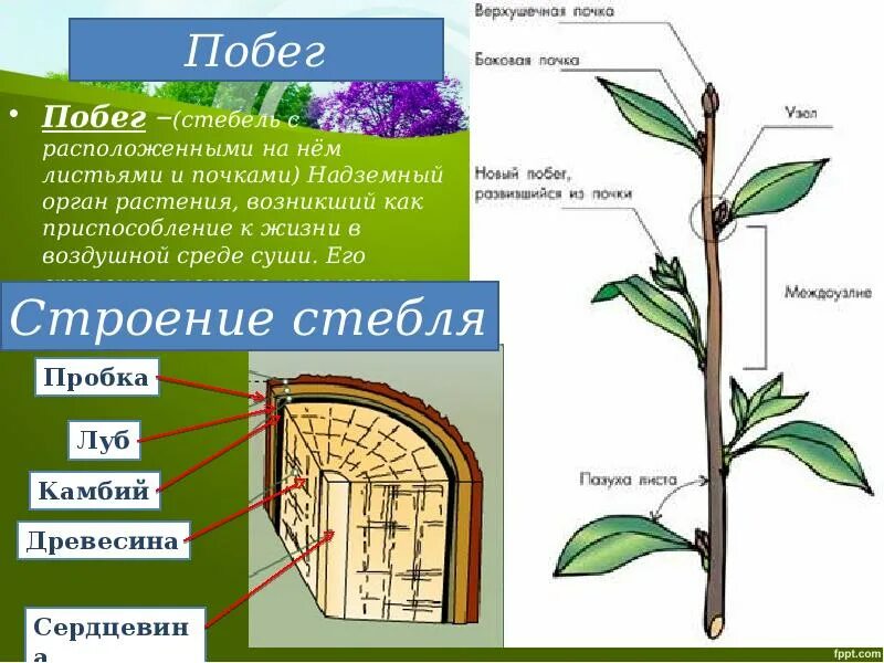 Какое строение считается. Строение растения черешок. побег стебель строение. корень побег лист стебель. побег толстянки строение побега.