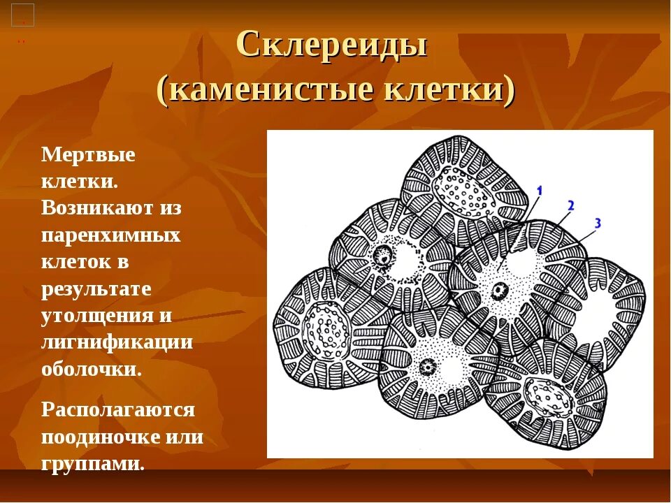 К образованию какой структуры приводит суберинизация. Каменистые клетки плода груши. Склереиды строение. Механические ткани склереиды груши. Склереиды строение клеток.