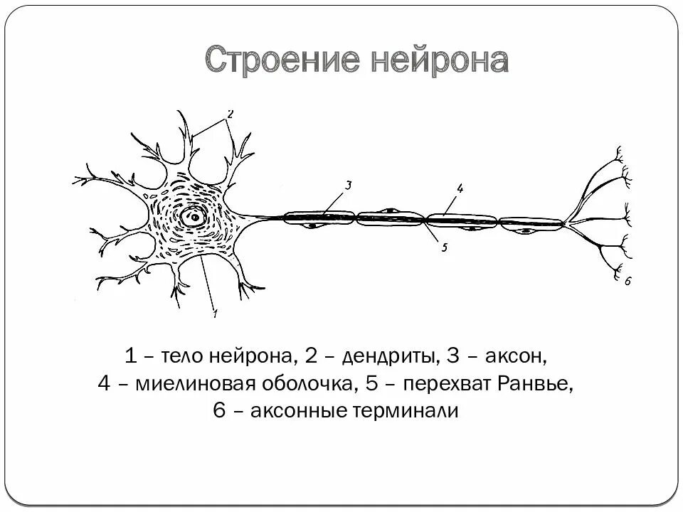 Функция миелиновой оболочки аксонов
