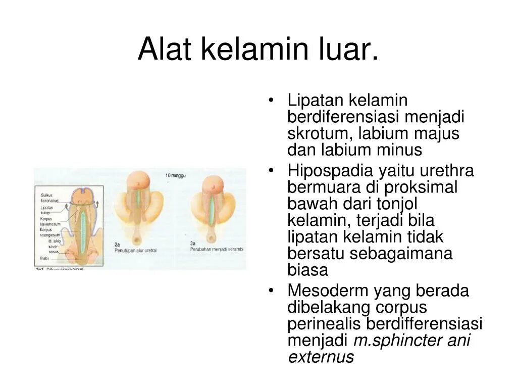Labium латынь. Labium в искусстве. интерсекс вариации.