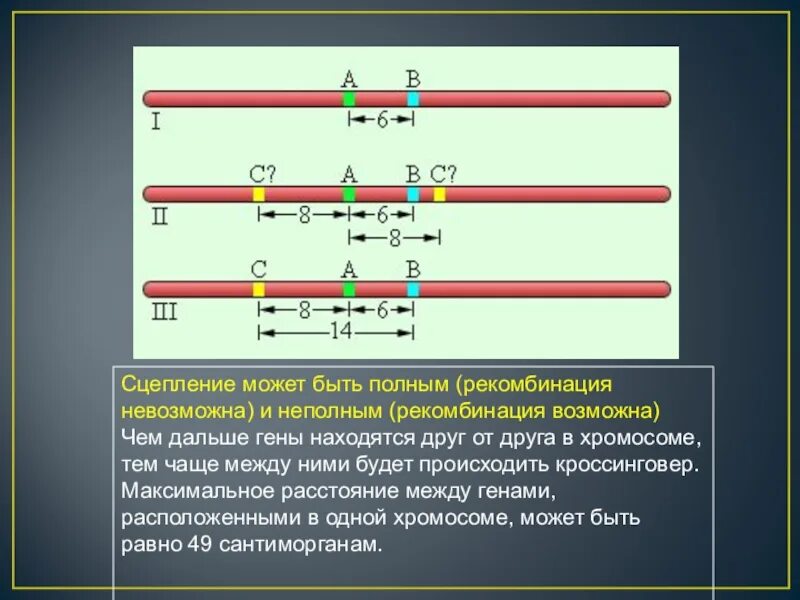 Расположение генов в хромосомах. Задачи на расположение генов в хромосоме. Задачи на сцепление генов. Расстояние между генами в хромосоме.