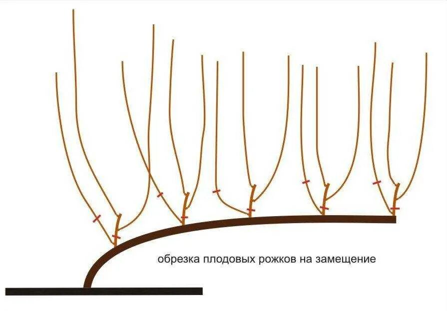Обрезка винограда осенью в картинках. Формировка лозы винограда. Формировка куста винограда для начинающих. Формировка и обрезка винограда. Схема короткой обрезки винограда.