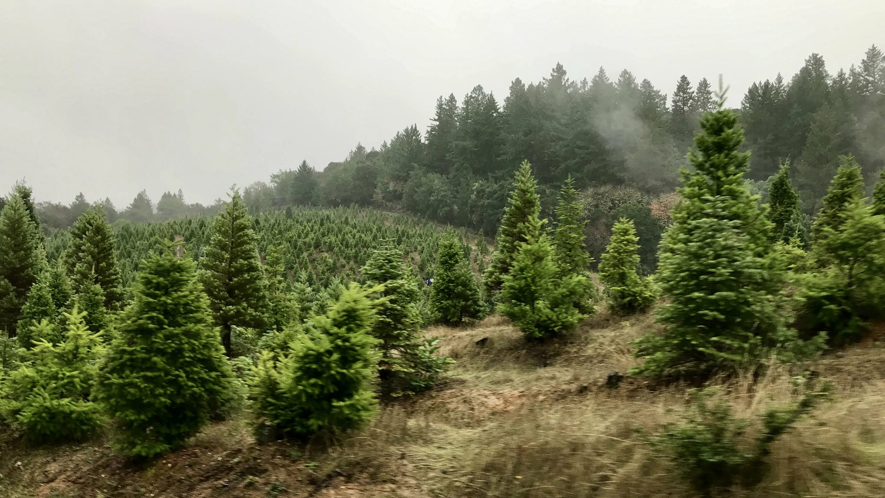 отдельно стоящее дерево. поле елок. лесной питомник сеянцы сосны. поле елок. пихта нордмана.