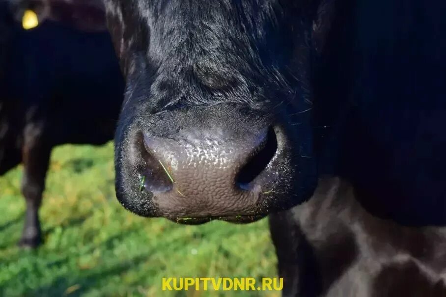 Red cow. Черно красные коровы. Красная корова. Красный теленок предвестник апокалипсиса. Холмогорская порода коров.
