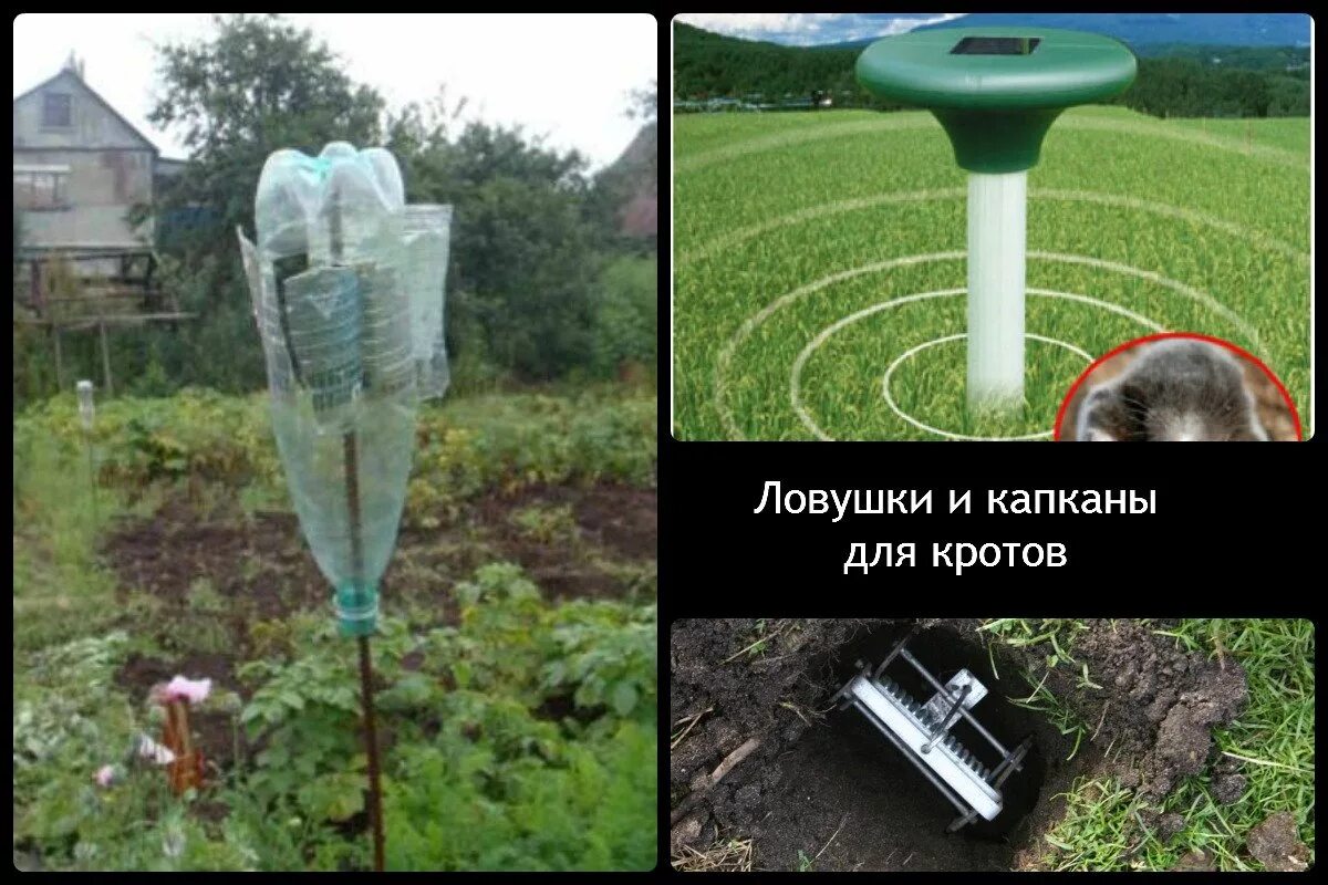 Защита участка от кротов. Земляная крыса карбыш. Борьба с кротами на участке. Прибор от кротов на дачном участке. Борьба с кротами на участке.
