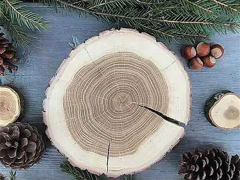 Сосна обыкновенная - поперечный спил. Спил ели. Спил дерева сосна. Кедр срез древесины. Ель спил.