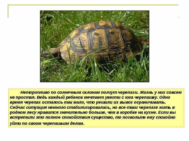 Черепаха как то раз на пригорок. Черепаха времени. срок жизни черепахи. один день из жизни черепахи.