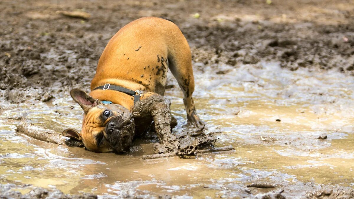 Кота сдувает ветром. Прыгает gif. Собака шла и упала. Собака в луже. Шпиц в грязи.