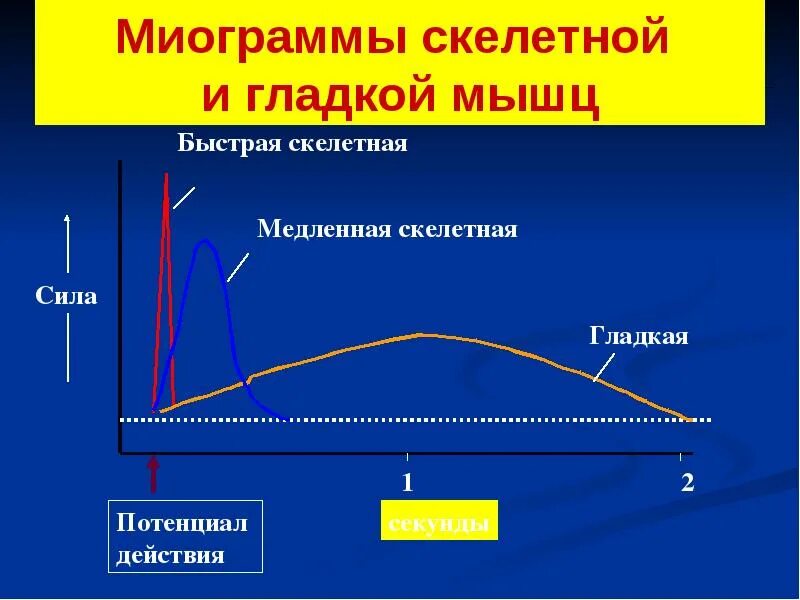 Пд мышц. Пд скелетной мышцы график. потенциал действия мышцы. миограмма гладкой мышцы. физиология скелетных и гладких мышц.