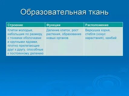 4 какую функцию выполняют клетки образовательной ткани