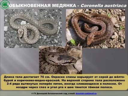 Как отличить медянку от гадюки