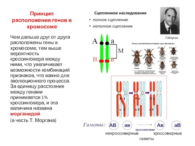 Сцепленное наследование признаков 10кл. Сцепленное наследование генов схема. Сцепленное наследование неполное сцепление. Сцепленное наследование с кроссинговером. Местоположение генов в хромосоме