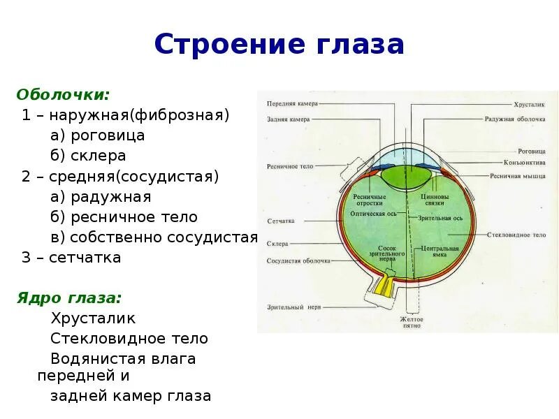 Строение оболочек глаза. Структуры внутреннего ядра глаза. Ядро глаза строение. Ядро глаза функции.