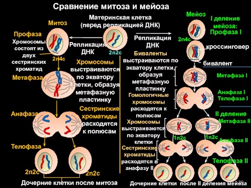 Митоз количество хромосом и днк таблица Сколько хромосом в телофазе митоза