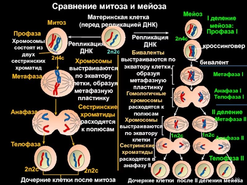 Деление мейоза набор хромосом. Митоз и мейоз таблица набор хромосом. Схема деления клетки митоз и мейоз. Деление митоза и мейоза. Установите последовательность изменений происходящих с хромосомами