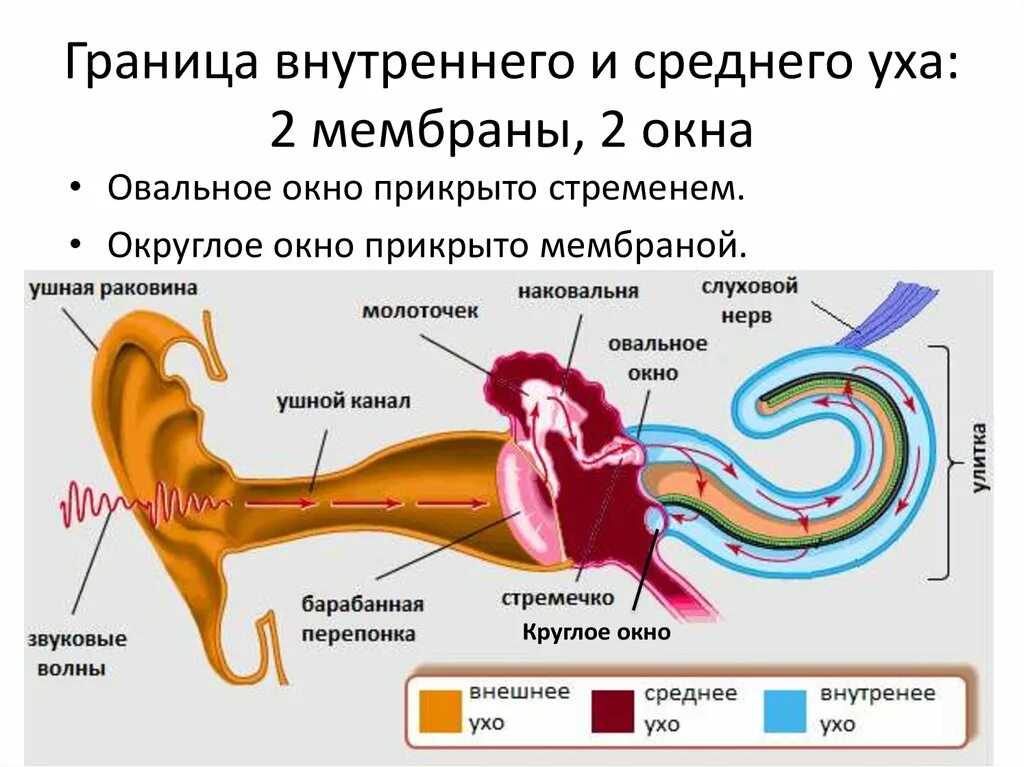 Механизм восприятия звука слуховым анализатором. Строение внутреннего уха человека анатомия. Строение внутреннего уха механизм передачи звуковых колебаний. Слуховое восприятие схема. Барабанная перепонка овальное окошко