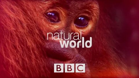 Bbc живая природа лучшее