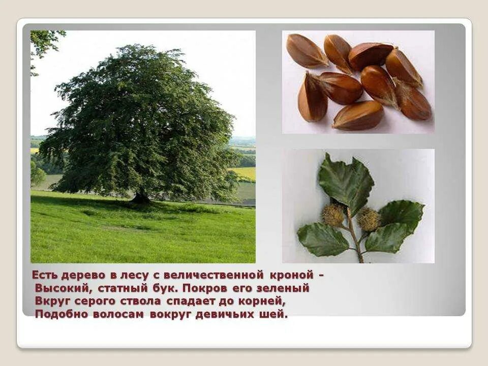 Этим словом называют и дерево: найдено 70 изображений