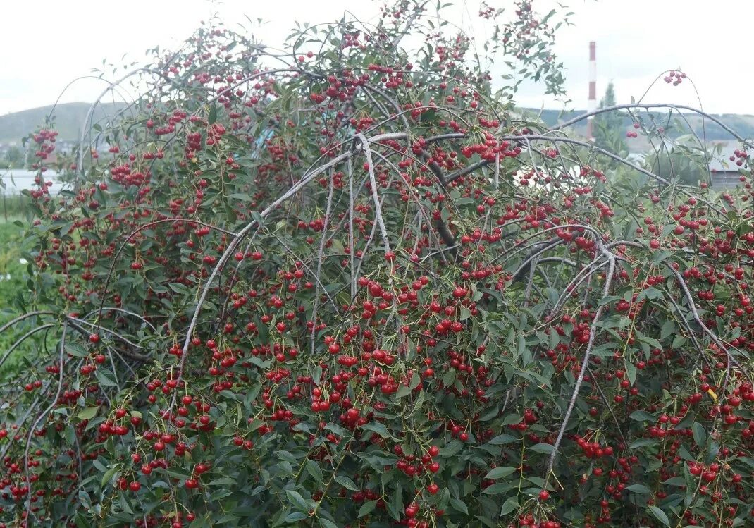 Черешня с вишней можно сажать
