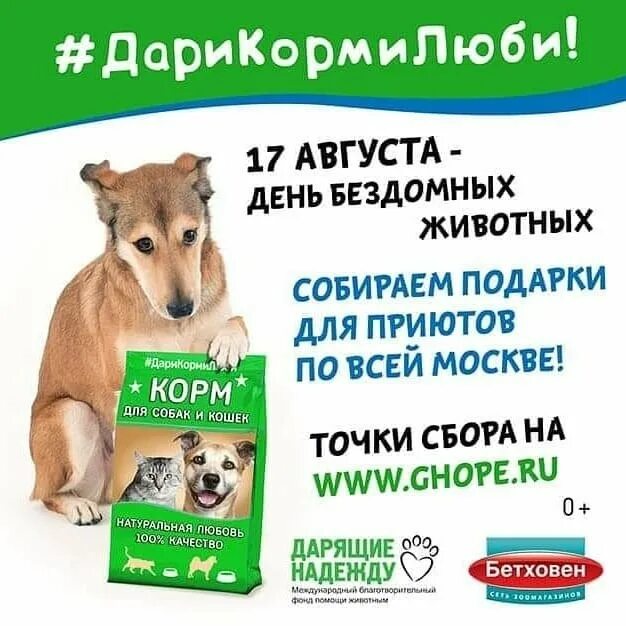 Корм для бездомных животных. Акция по сбору корма для бездомных животных. акция по сбору кормов для бездомных животных. акция сбор корма для бездомных животных. благотворительная акция по сбору корма для бездомных животных.