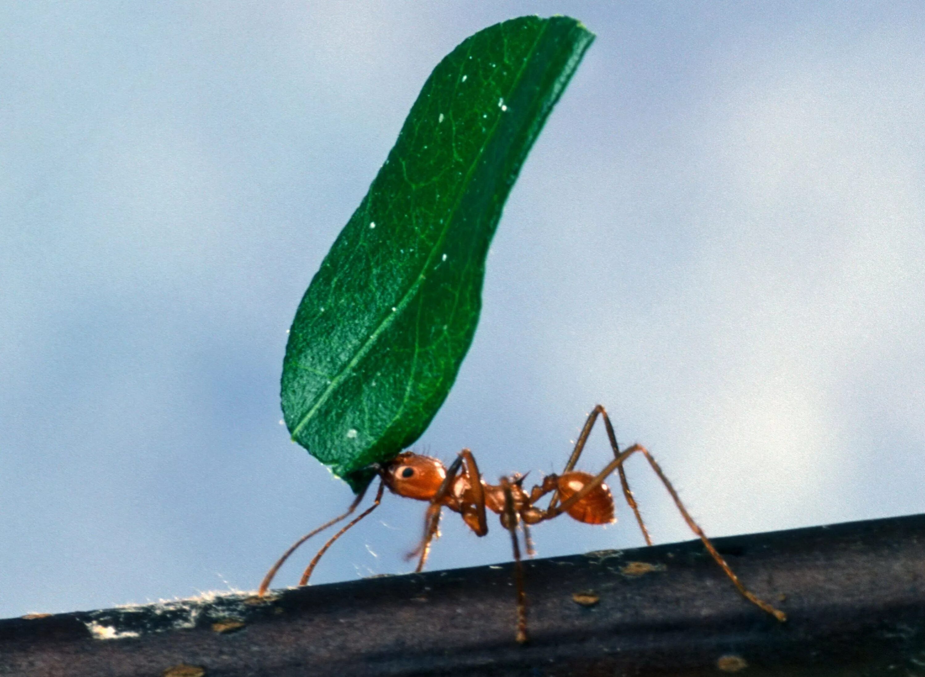 Use ant