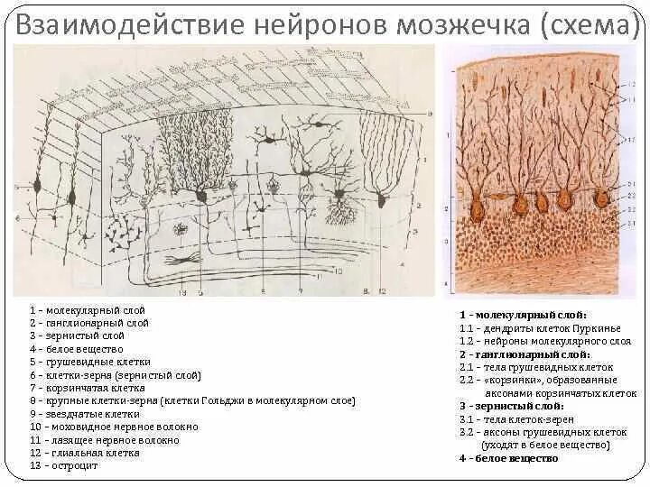 Мозжечок волокна. Схема взаимоотношения нейронов мозжечка. Взаимодействие нейронов внутри мозжечка. Схема взаимодействия нейронов в коре мозжечка. Взаимодействие клеток коры мозжечка.