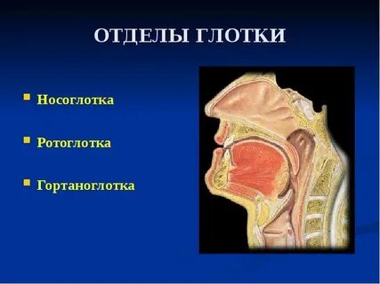 Среда в глотке