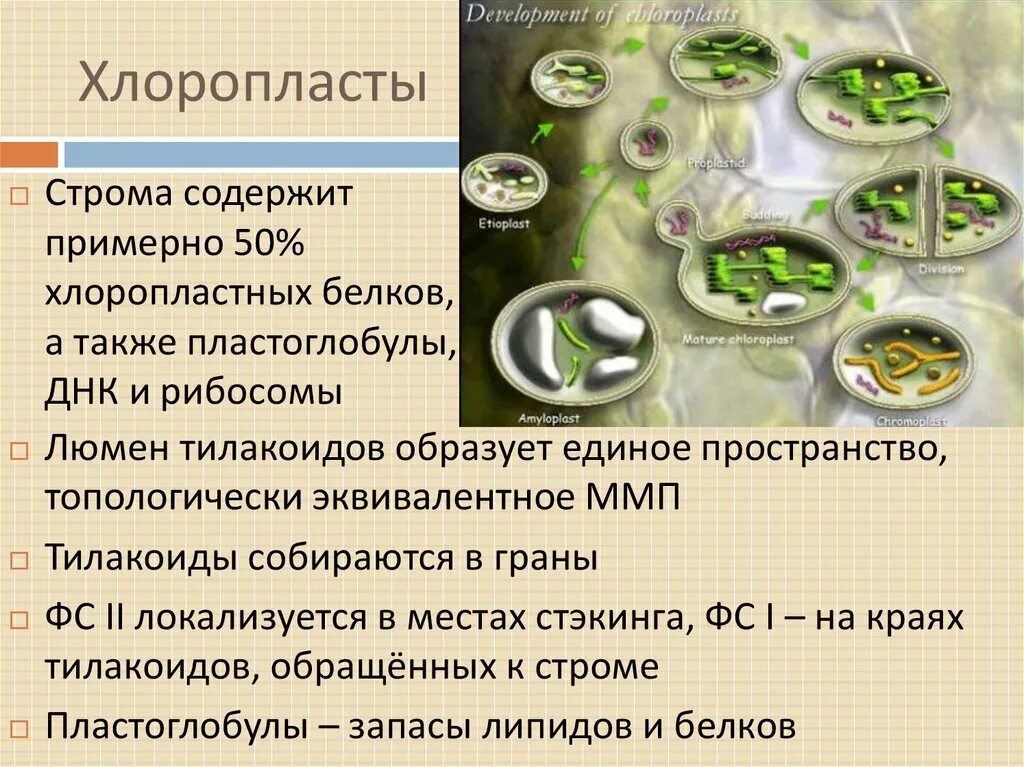 Что содержат хлоропласты. Пластоглобулы. Хлоропласты и их функции. Пластоглобулы в хлоропластах.