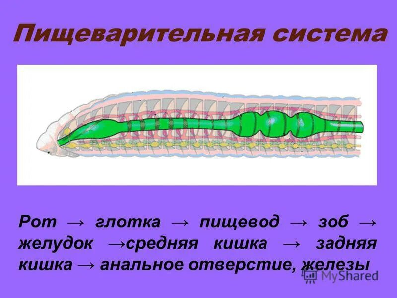 Классификация тип кольчатые черви класс многощетинковые черви. Кольчатые черви. Биология 7 класс типы кольчатых червей. Представителем типа кольчатые черви является тест. Представителем типа кольчатые черви является тест.