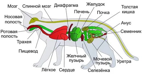 Анатомия кошек в картинках