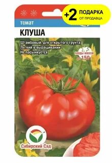 Сорт томатов клуша характеристика и отзывы