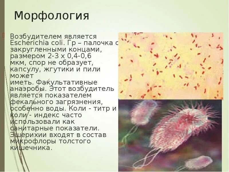 Эшерихия коли 10 в. Морфология возбудителей эшерихиозов:. морфология эшерихии коли. бактерии эшерихия коли. колонии эшерихии коли.