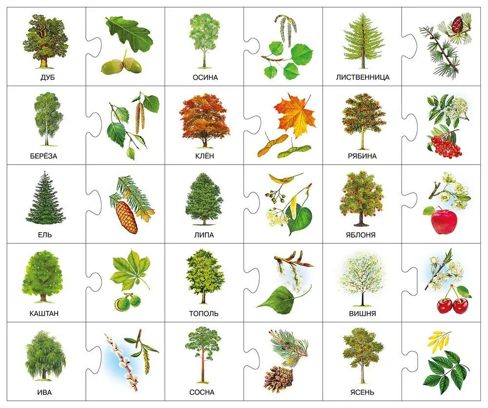 Какие есть деревья названия. Дерево бурансвива листья. Плодовые лиственные хвойные деревья. Лиственные деревья названия. Листы деревьев и их названия.
