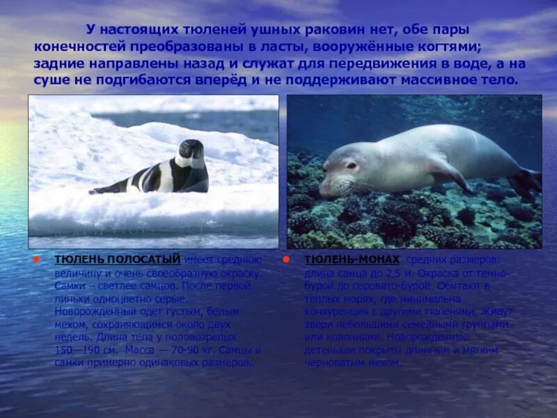 Ластоногие хоботные