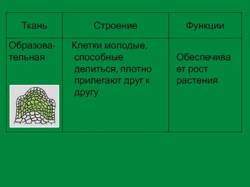 Живой тканью является. Строение и функции основной ткани. Основная ткань растений презентация по биологии. Образовательная ТКАНЬТКАНЬ растений 5 класс биология. Строение основных тканей растений.